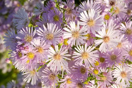 Aster 'Pink Star' - P9 - image 3