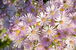 Aster 'Pink Star' - P9 - image 3