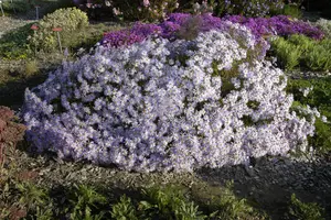 Aster pyrenaeus 'Lutetia' - P9 - image 3