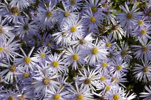 Aster pyrenaeus 'Lutetia' - P9 - image 2