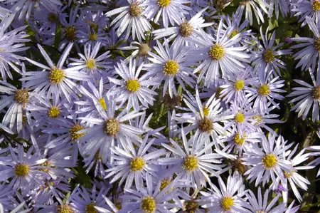 Aster pyrenaeus 'Lutetia' - P9 - image 3