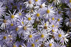 Aster pyrenaeus 'Lutetia' - P9 - image 3