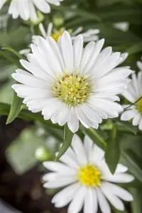 ASTER SHOWMAKER QUATTRO 3L - image 5