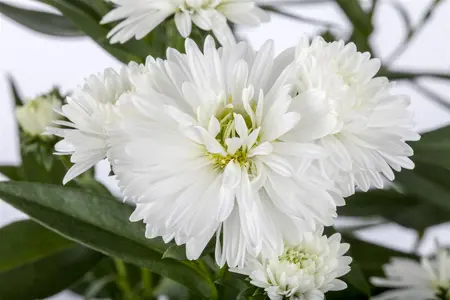 ASTER SHOWMAKER QUATTRO 3L - image 2