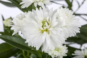 ASTER SHOWMAKER QUATTRO 3L - image 2