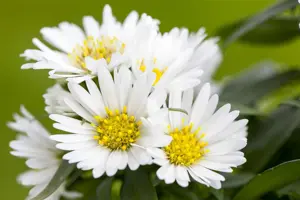 Aster 'Snow Flurry'