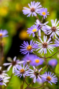 Aster 'Twilight' - P9 - image 5