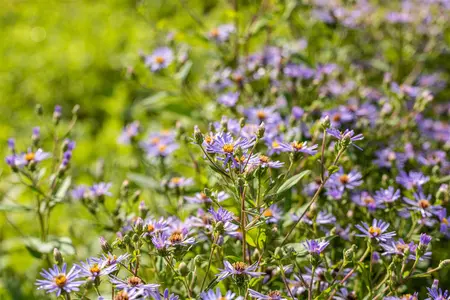 Aster 'Twilight' - P9 - image 1