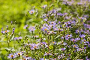 Aster 'Twilight'