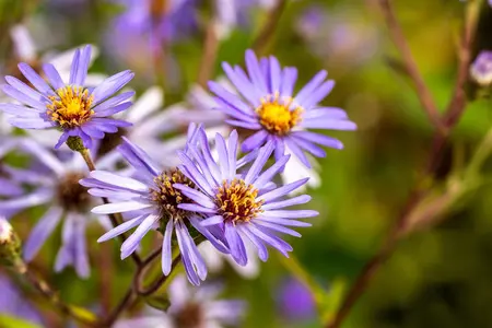 Aster 'Twilight' - P9 - image 3
