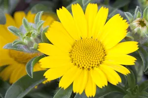 Asteriscus maritimus