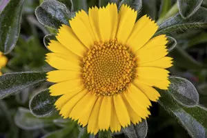 Asteriscus maritimus - P9 - image 2