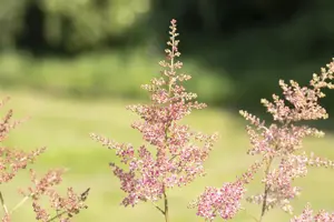 Astilbe (A) 'Anita Pfeifer'