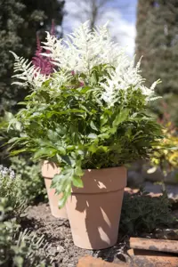 Astilbe (A) 'Astary White'