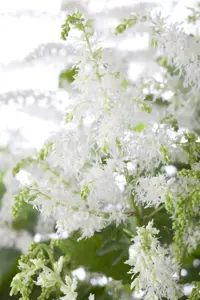 Astilbe (A) 'Brautschleier'