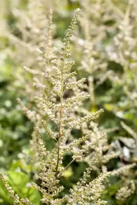 Astilbe (A) 'Brautschleier' - 2 Ltr pot - image 2