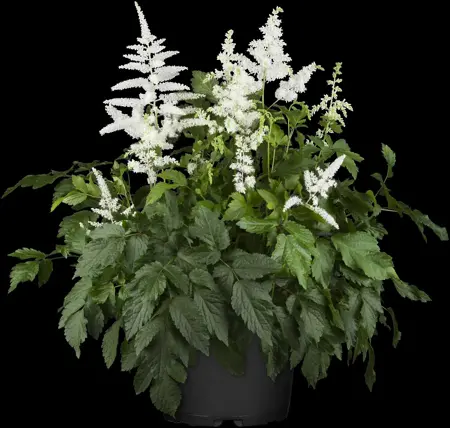 Astilbe (A) 'Brautschleier' - 2 Ltr pot - image 3