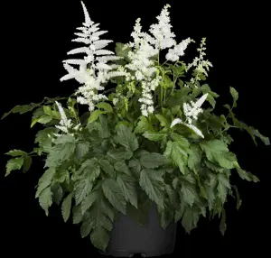 Astilbe (A) 'Brautschleier' - 2 Ltr pot - image 3