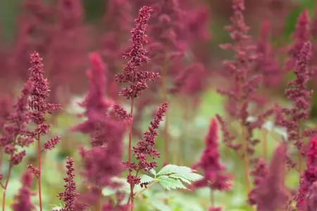 Astilbe (A) 'Fanal' - C3.5 - image 1