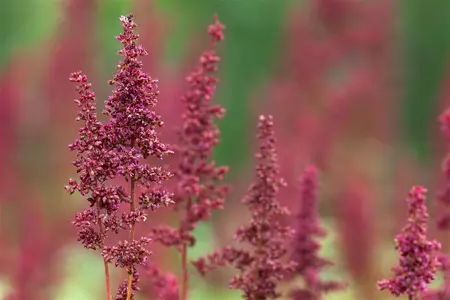 Astilbe (A) 'Fanal' - C3.5 - image 2