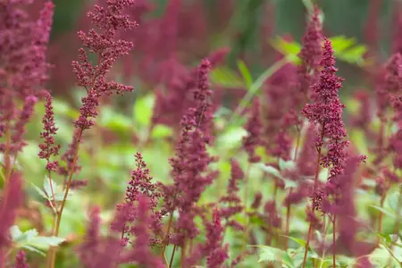 Astilbe (A) 'Fanal' - C3.5 - image 3