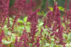 Astilbe (A) 'Fanal' - C3.5 - image 3