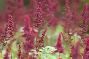 Astilbe (A) 'Red Shades'