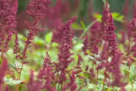 Astilbe (A) 'Red Shades' - 2 Ltr pot - image 3