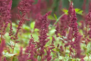 Astilbe (A) 'Red Shades' - 2 Ltr pot - image 3