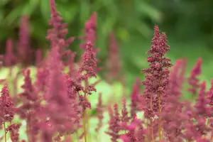 Astilbe (A) 'Red Shades' - 2 Ltr pot - image 4