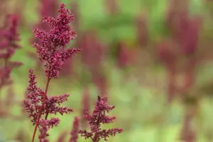 Astilbe (A) 'Red Shades' - 2 Ltr pot - image 5