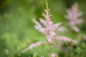 Astilbe (C) 'Spotlight'