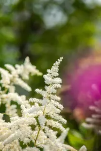 Astilbe chin. 'Little Visions in White'?