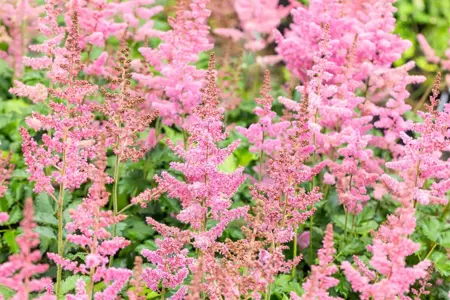 Astilbe chin. 'Visions in Pink' - P11 - image 1