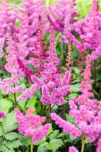 Astilbe chin. 'Visions in Red' - P9 - image 2