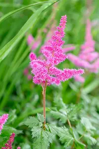 Astilbe chin. 'Visions in Red' - P9 - image 3