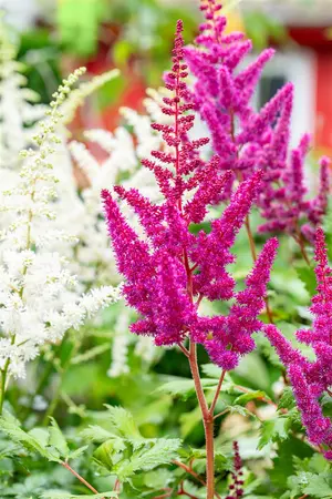 Astilbe chin. 'Visions in Red' - P9 - image 4