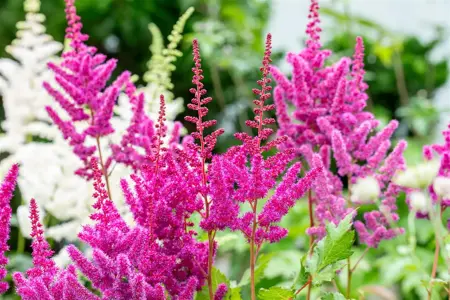 Astilbe chin. 'Visions in Red' - P11 - image 5