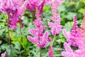 Astilbe chin. 'Visions in Red' - P9 - image 5
