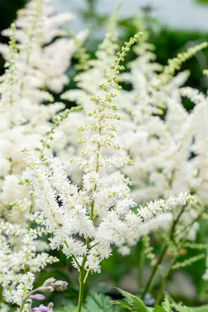 Astilbe chin. 'Visions in White' - P11 - image 2