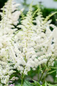 Astilbe chin. 'Visions in White' - P11 - image 2