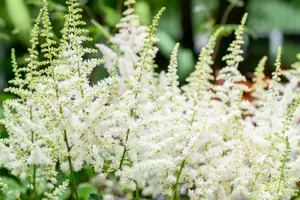 Astilbe chin. 'Visions in White' - P11 - image 3
