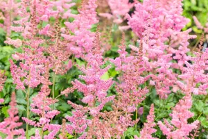 Astilbe chin. 'Visions Vulcano'