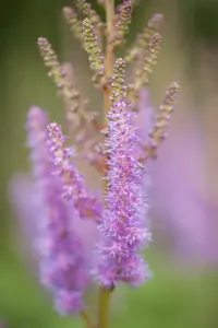 Astilbe chinensis 'Pumila'