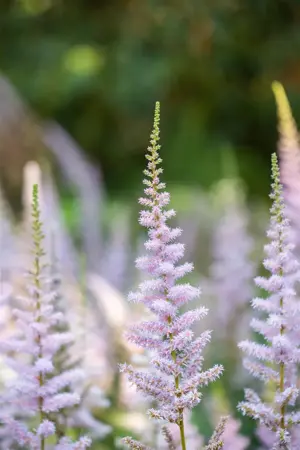 Astilbe chinensis 'Pumila' - 2 Ltr pot - image 2