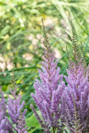 Astilbe chinensis 'Pumila' - 2 Ltr pot - image 5