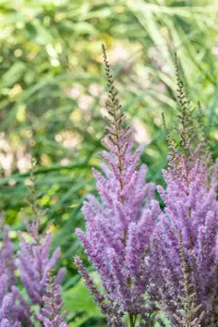 Astilbe chinensis 'Pumila' - 2 Ltr pot - image 5