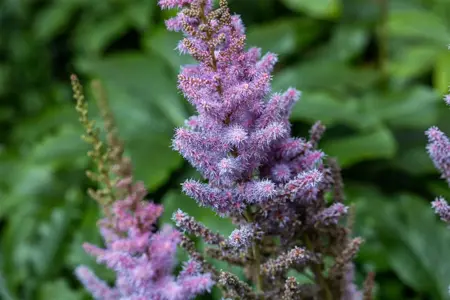 Astilbe chinensis 'Pumila' - 2 Ltr pot - image 3