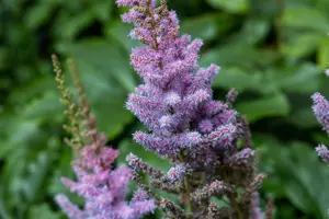 Astilbe chinensis 'Pumila' - 2 Ltr pot - image 3