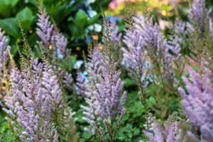 Astilbe chinensis 'Pumila' - 2 Ltr pot - image 4